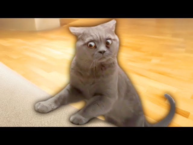 The Funniest Cat Videos Ever