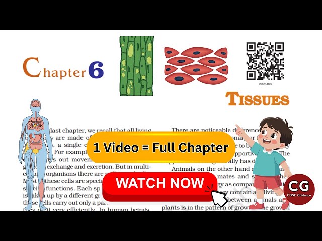 Tissues Class 9 Science Chapter 6 Full Explanation (NCERT/CBSE)