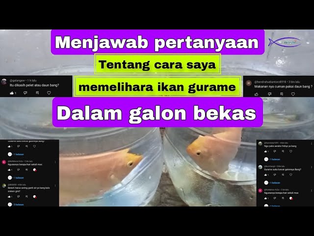 cara saya memelihara ikan gurame dalam galon bekas, untuk pemula.