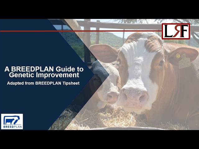 A BREEDPLAN Guide to Genetic Improvement