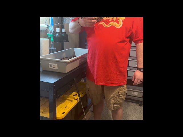 Checking on snakes. #ballpython #ballpythonbreeding #pets #cuddles