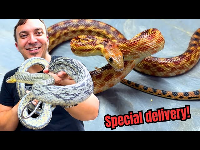 I got MORE snakes!  Some of my favorites!