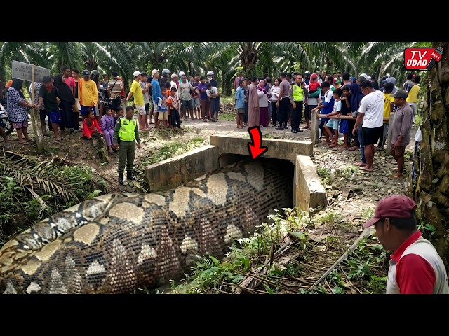 Footage of the Moment a Farmer Was Attacked by a Giant Python, Luckily He Was Saved...