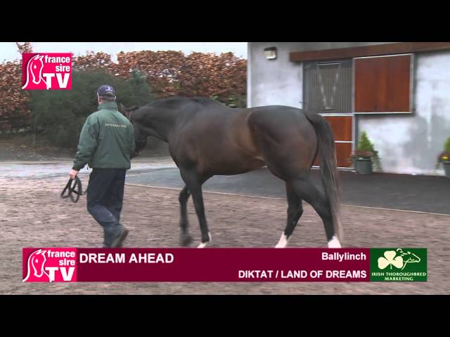 Dream Ahead, stallion standing at Ballylinch Stud - Irish Stallion Trail 2015