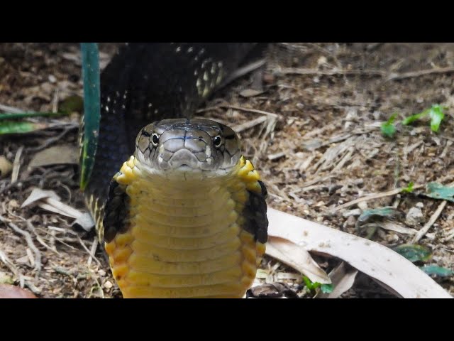 Cobras Snake | The Most Relaxing Music  | Nature Relaxing | Meditation | Stress Relief