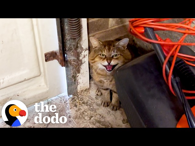 Tomcat Takes A Year To Finally Come Inside Woman's House | The Dodo