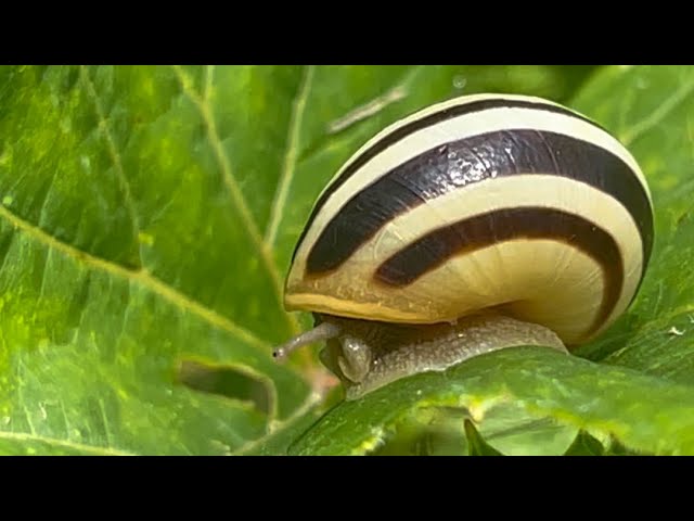 Beautiful Close View of a Snail 🐌 @PeacefulSentient