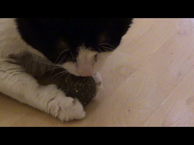 Rob Wolchek The Cat Reacts To SmartyKat Catnip Kiss Compressed Catnip Ball, Dearborn, MI, 6/21/21