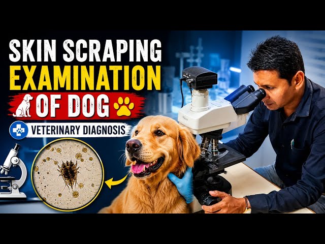 🔬 Skin Scraping Examination of Dog 🐕 | #VeterinaryDiagnosis #Microscope#Mite