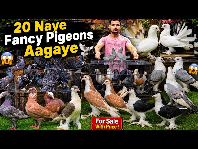 20 New Fancy Pigeons For Sale 😍🕊 || For Sale with Price !