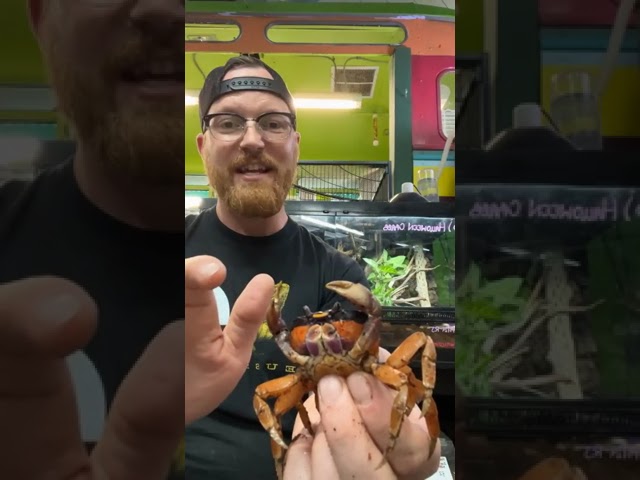 Halloween crab facts and reading, “Poo in the Zoo”!