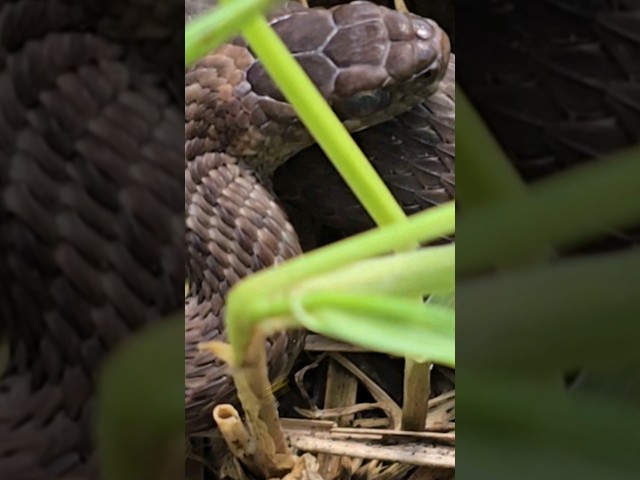 Touching the big snake. #trending #shorts