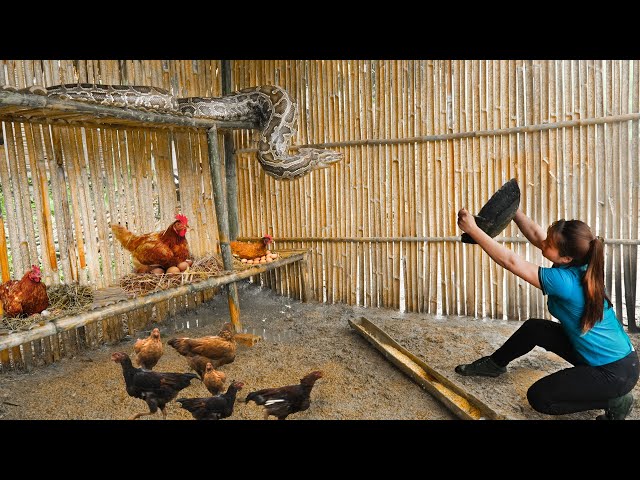 GIRL Escapes Giant Python Attack - Giant Python has invaded the Farm - Are the Animals in Danger ?