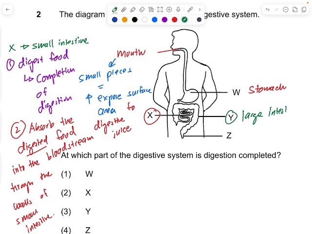P4 HBL tutorial 2026