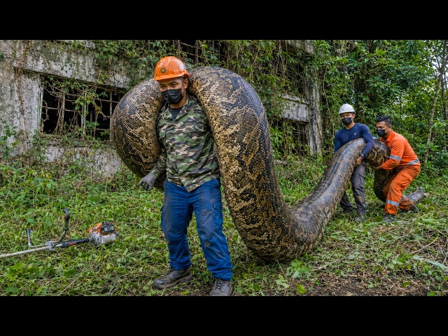 Catching Giant Python Inside an Abandoned House | Dangerous Rescue Mission | Survival Skill