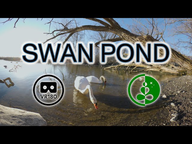 SWAN POND | VR180 | 8K | Nature Experience