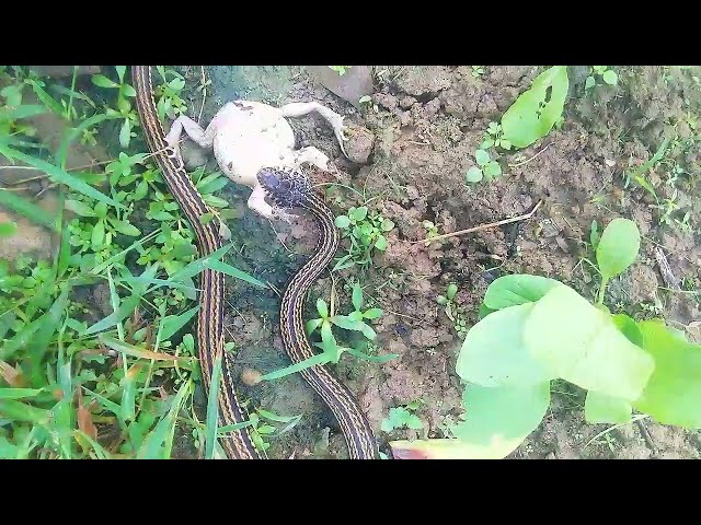 SMALL SNAKE EATING BIG Frog || SNAKE EATING LIVE Frog || SNAKES EATING Frogs