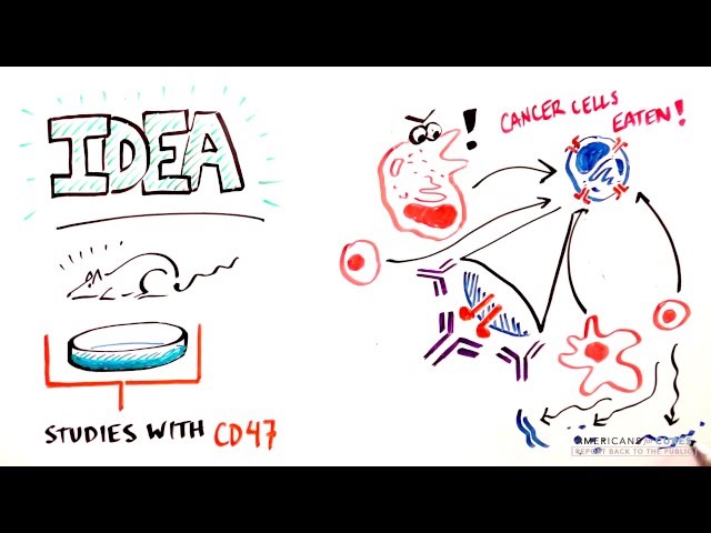 Progress and Promise of Stem Cell Research: Breast Cancer