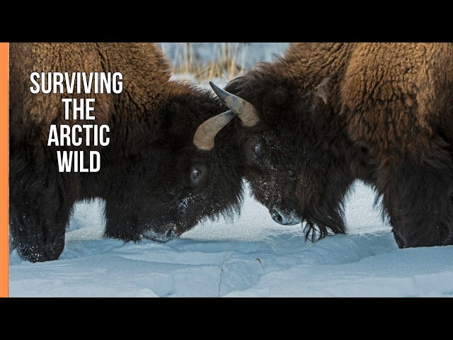 Fascinating Polar Worlds – Survival in the Frozen Arctic | Wildlife Documentary
