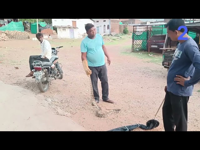 Durlabh prajati ka ajgar python Bharat ka sabse takatvar saamp 🇮🇳