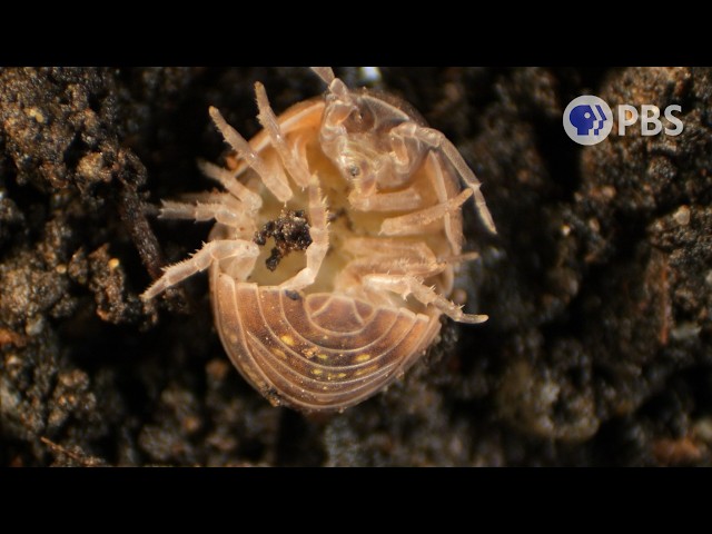 Release The Brood! Roly-poly Birthing Is Intense