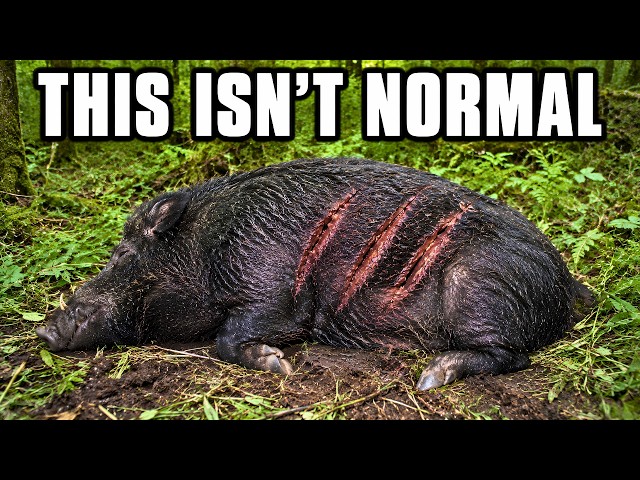 Something Is Hunting Wild Hogs In Appalachia — And Locals Caught It on Camera