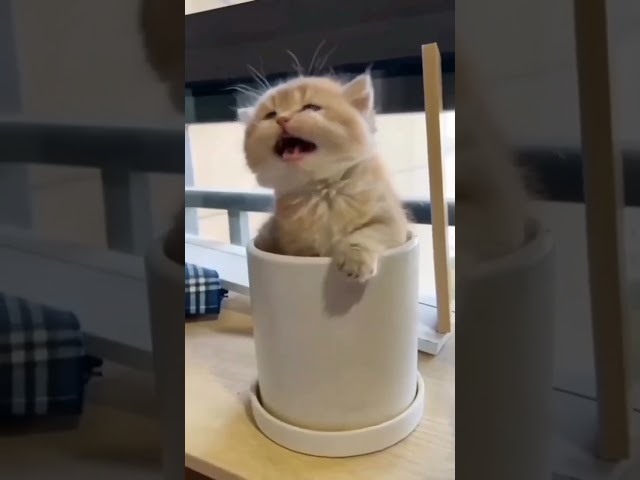the cutest cat u ever seen 🥨 🙀 #shorts #cats #thatlittlepuff #cutecat #cute #short #video #babycat