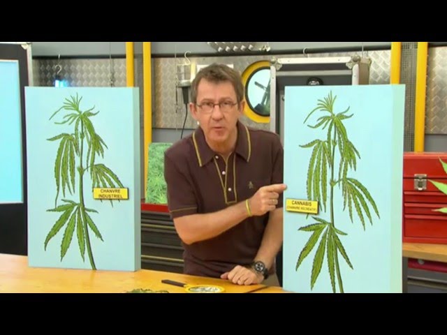 What is the difference between hemp and cannabis? - C'est Pas Sorcier
