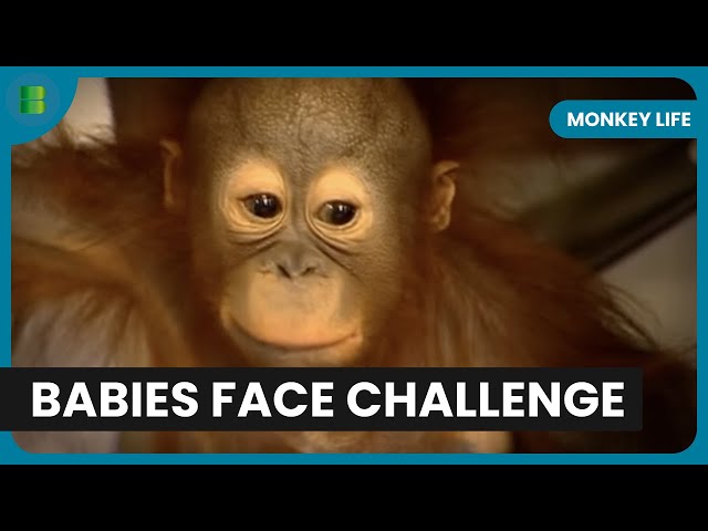 Monkey World Rescue Drama Baby Chimps Meet Orangutan | Monkey Life | Documentary