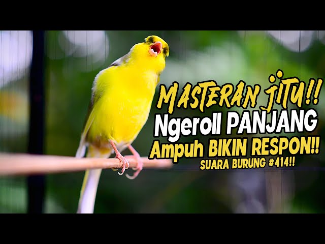 SUARA BURUNG |414| Kenari GACOR PANJANG INI Cocok untuk Masteran KENARI PAUD dan Kenari Macet BUNYI