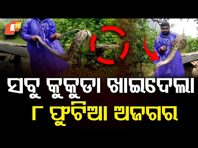 ସବୁ କୁକୁଡା ଖାଇଦେଲା ଅଜଗର ସାପ The python snake ate all the chickens #otvdigital #paithon #flood