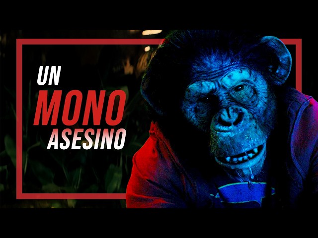 PRIMATE: The monkey went crazy