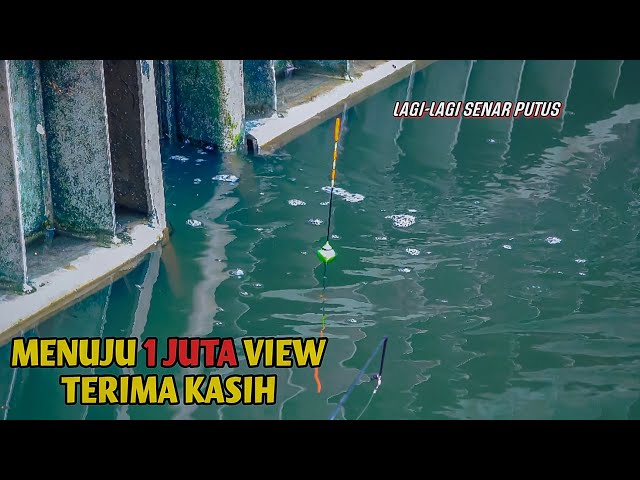 The Rarer the Anglers, the Big Tilapia in the Pintu Air Keramat River Are Getting More and More B...