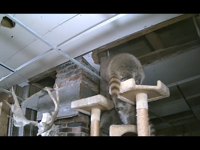 "Ceiling Cam" Raccoon Saloon