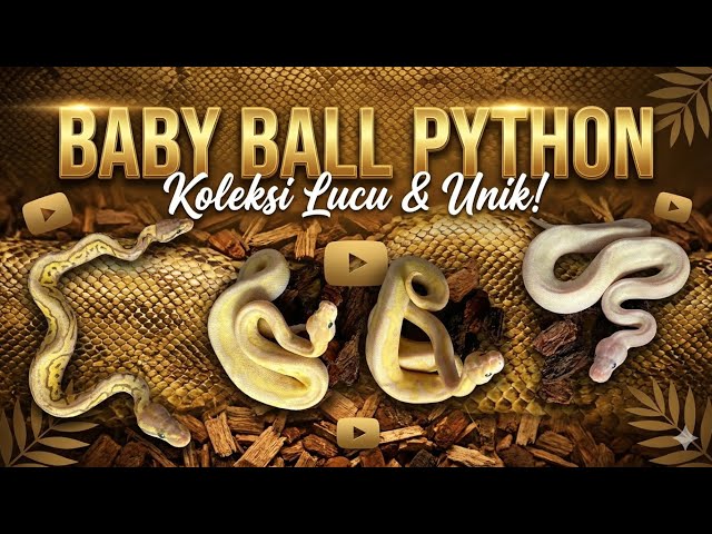 Updated Baby Ballpython Lucy Clown x Lesser Pastel Clown,, It comes out in strange colors