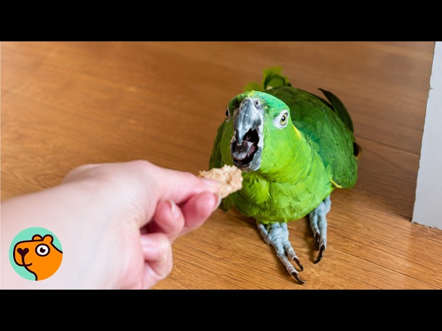 Parrot Spent 59 Years In Cage. Now He Roams The House | Cuddle Buddies