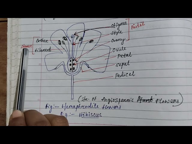 Structure of Angiospermic flowers 