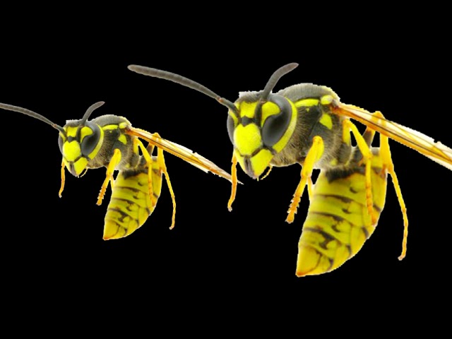 Wasp
