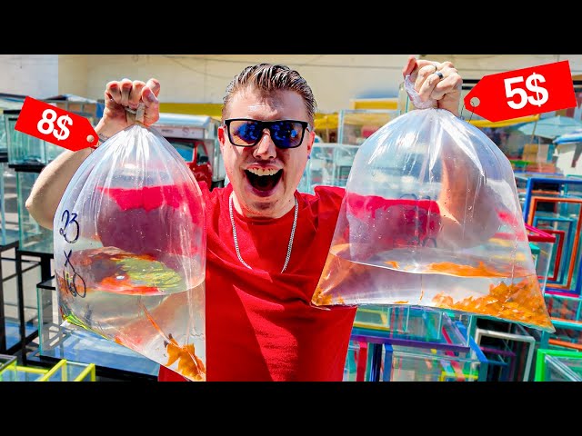 These FISHES