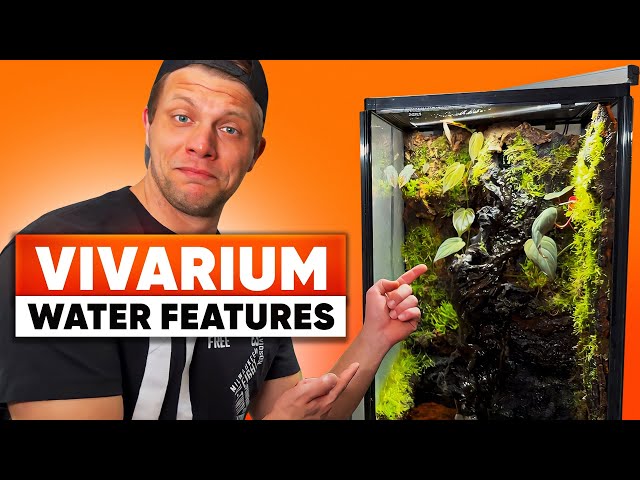 Bioactive Enclosures - Water Features - A Full Guide! 