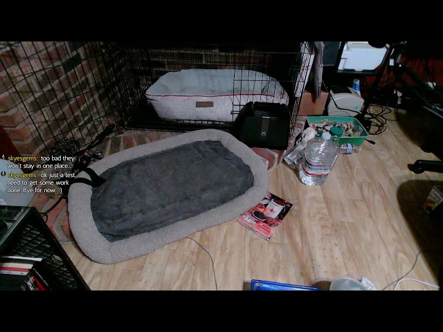 Kitten Cam LIVE skyesgems