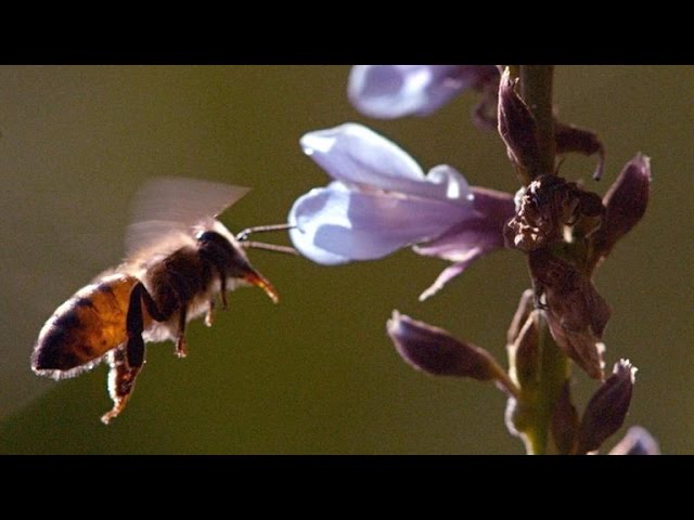 Why Puerto Rico's Killer Bees Stopped Killing