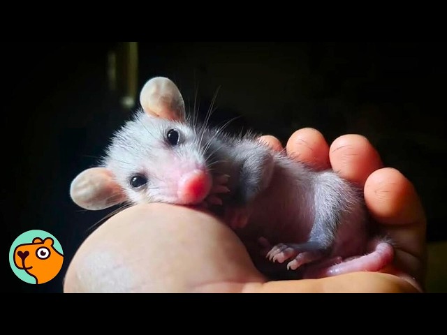 Tiniest Opossum Changed Everything For This Man | Cuddle Buddies