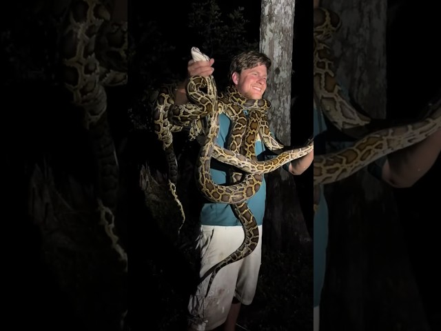 Looking for a 20 foot python! #youtube#everglades#crazy#alligator#nature#wildlife#python#shorts