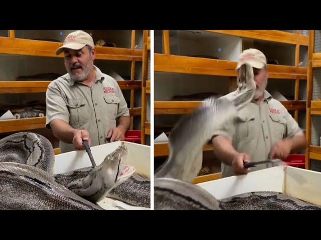 Zookeeper tries to steal eggs from giant python – it snaps at his face