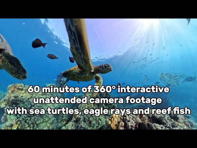    A Sea Turtle Tried to Eat My Camera! 🐢 | 360° Hawai’i Reef Experience