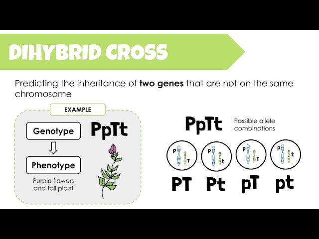 Unveiling Dihybrid Crosses in Genetics!