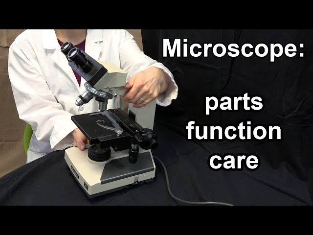 Microscope Parts, Function, and Care