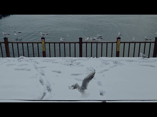 목포 미항  갈매기들 2026.01.02