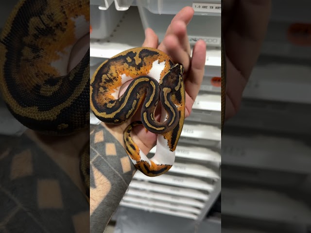 YB/GRAVEL Pied 😍😍😍 #shorts #viralvideo